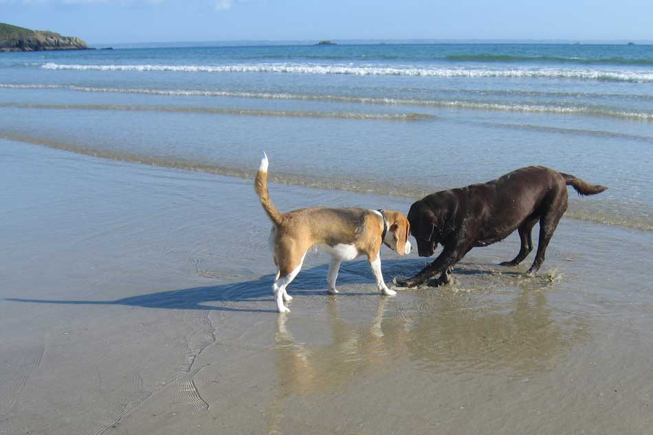Tier-Tipps Urlaub mit Hund