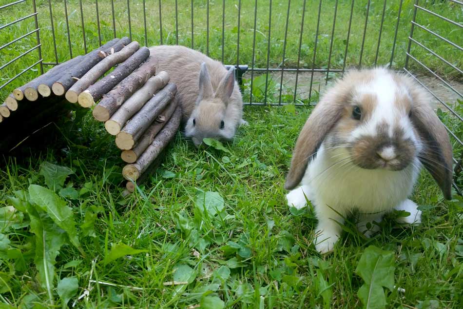 Freigehege für Kaninchen & Co
