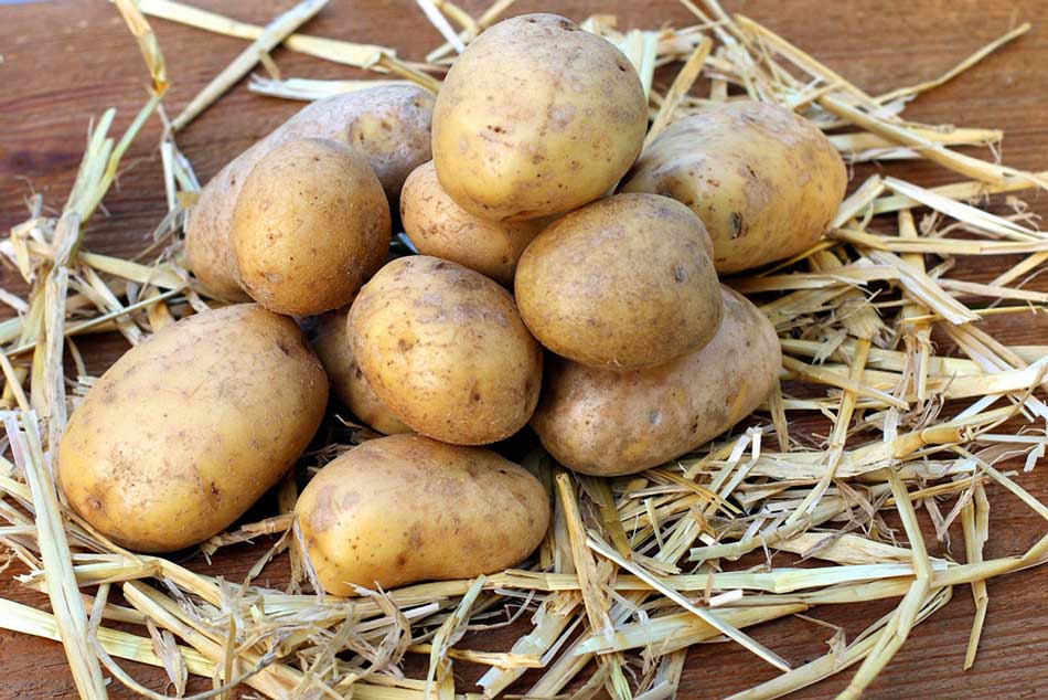 Kartoffeln anbauen