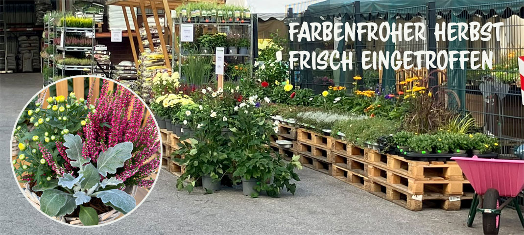 Herbstbepflanzung Warenpräsentation