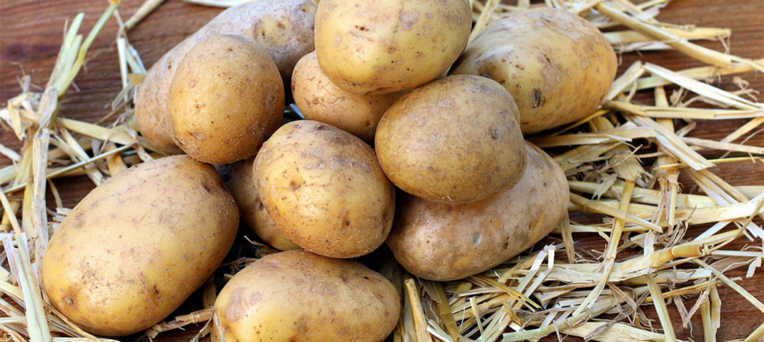 Kartoffeln pflanzen