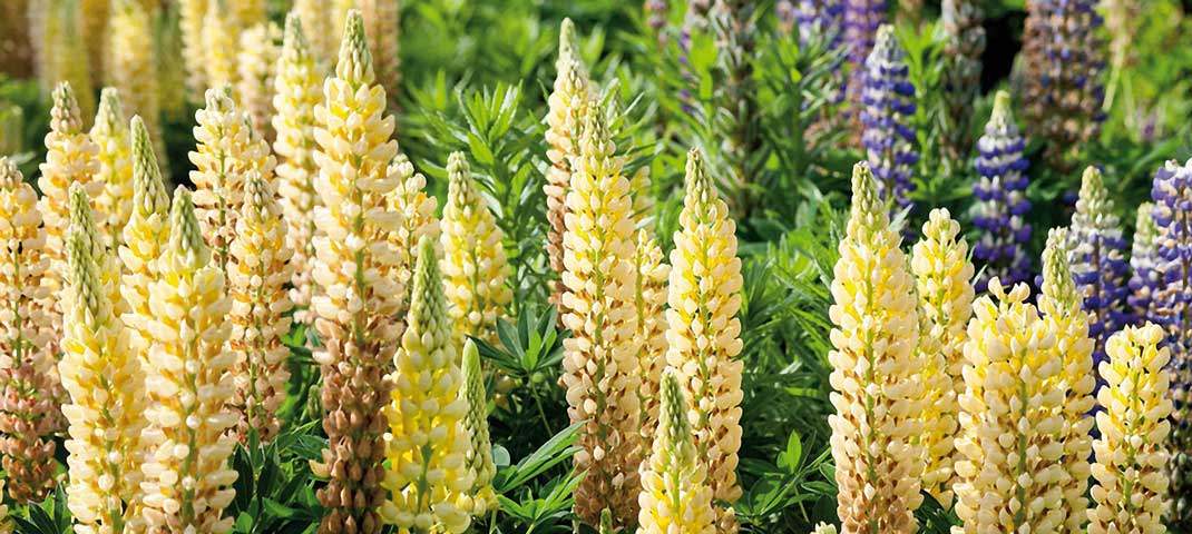 Lupinen